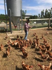 CMC chickens 2020-08-10 10.58.10