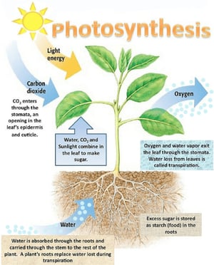 How plant photosynthesis cleans and cools the air