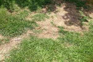 Fall Landscaping Care 6 Steps to Take Right Now-filling in bald spots