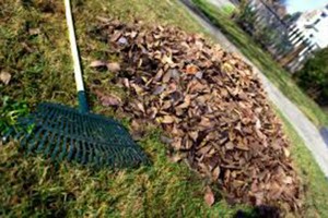 Fall Landscaping Care 6 Steps to Take Right Now-raking leaves