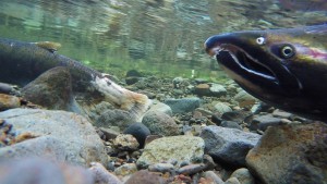 Salmon swimming up a river