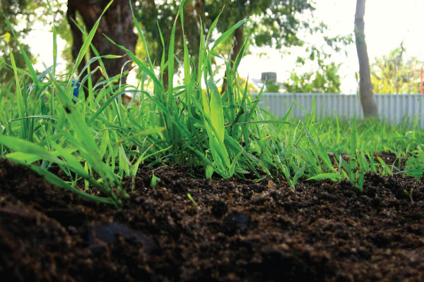 benefits of using mulch in your garden