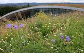 green roof image