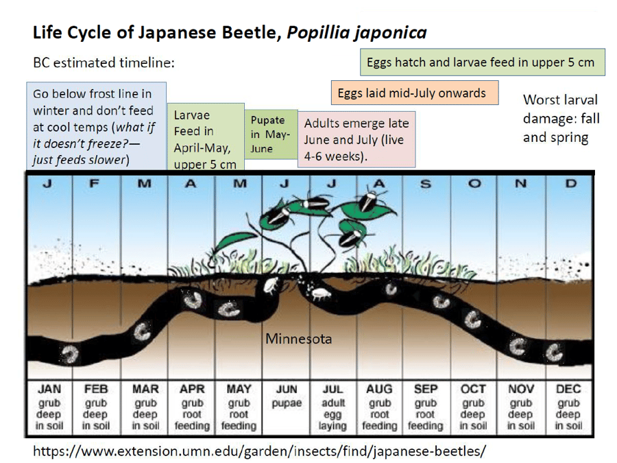 Japanese Beetle