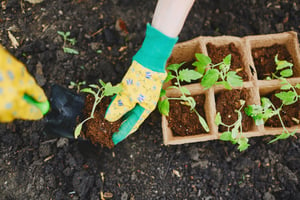 fall landscape planting