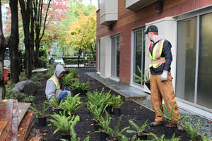 paraspace volunteers 2018 placing plants