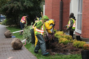 paraspace volunteers 2018 trees