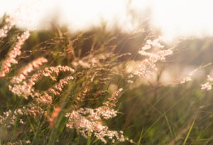 soil amendment for native plants