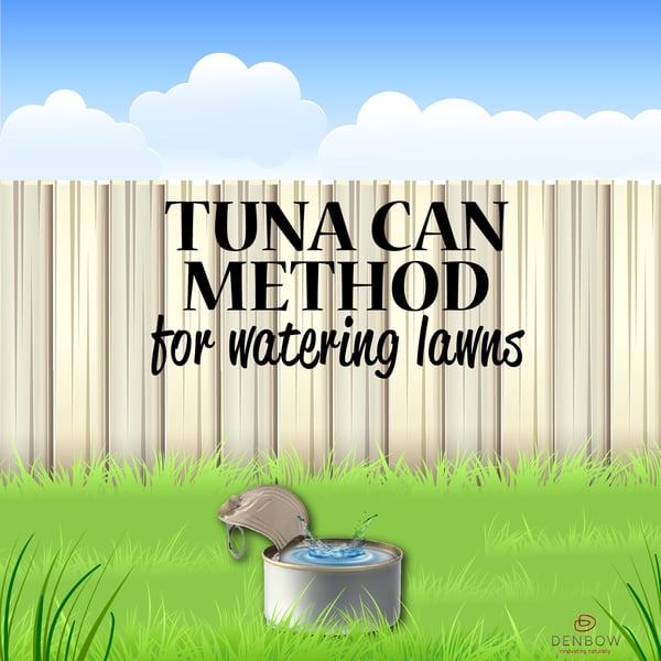 tuna can method watering lawns