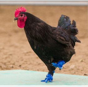 8 Digital Technologies for Poultry Producers