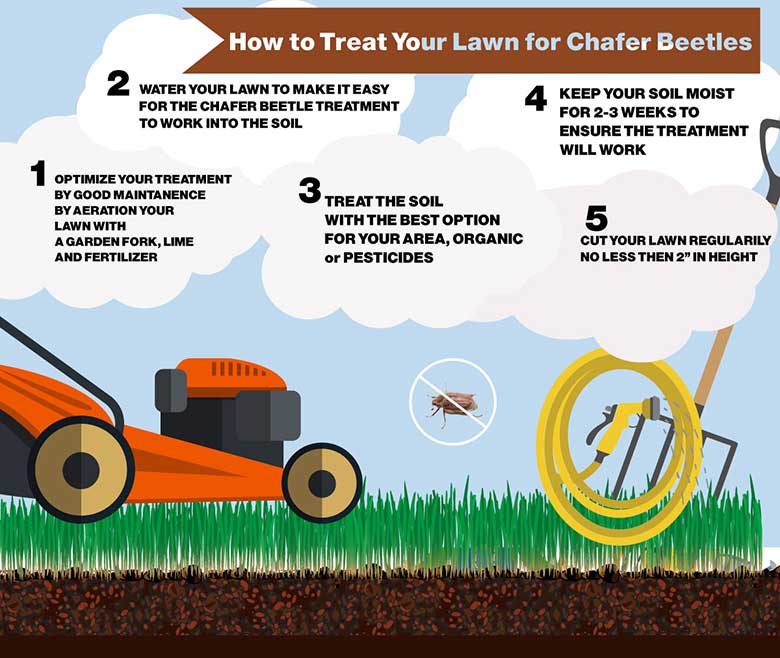 Dealing with the Chafer Beetle - Nematode Protocol Update