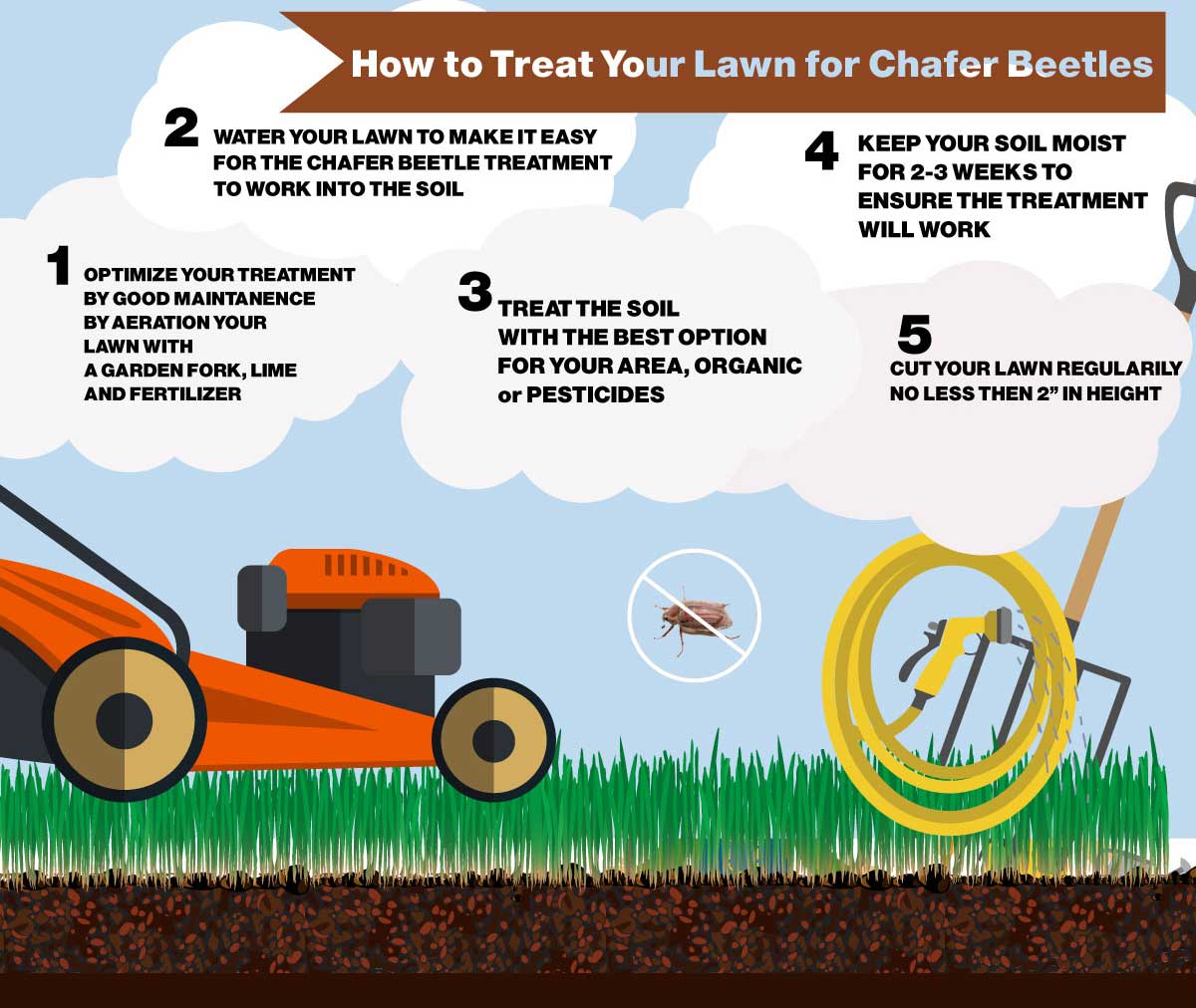 How to Treat your Lawn for the Chafer Beetle - Infographic