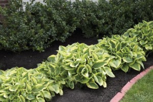 Is Coloured Mulch Safe for Your Garden