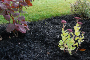 Mulch: The Key to Low-Maintenance Landscapes