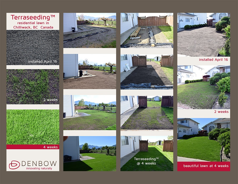 Terraseed lawn progression