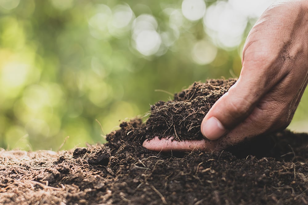 compost soil amendment